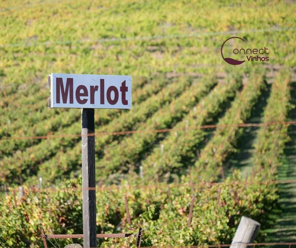 6 coisas que você deve saber sobre a uva Merlot